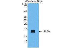 Western Blotting (WB) image for anti-Luteinizing Hormone beta Polypeptide (LHB) (AA 23-141) antibody (ABIN3205065) (LHB 抗体  (AA 23-141))