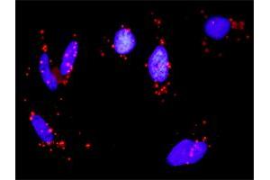 Proximity Ligation Analysis of protein-protein interactions between MAP3K3 and PRKACA. (PRKACA 抗体  (AA 1-120))