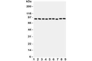 Western blot testing of VCP antibody and rat samples 1: brain;  2: kidney;  3: liver;  4: lung; and human samples  5: HeLa;  6: HL-60;  7: A431;  8: A549;  9: SMMC-7721 cell lysate. (VCP 抗体  (C-Term))