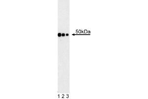 Western blot analysis using anti-human Gata4 antibody. (GATA4 抗体)