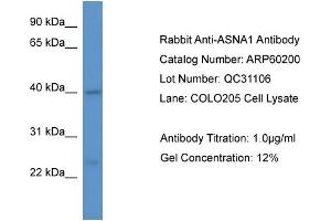Western Blotting (WB) image for anti-ArsA Arsenite Transporter, ATP-Binding, Homolog 1 (ASNA1) (C-Term) antibody (ABIN2788366) (ASNA1 抗体  (C-Term))