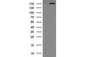 Image no. 8 for anti-Phosphatidylinositol-4-Phosphate 3-Kinase, Catalytic Subunit Type 2 beta (PIK3C2B) antibody (ABIN1500199) (PIK3C2B 抗体)