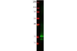 Western blot using  protein-A purified anti-chicken IFN gamma antibody shows detection of recombinant chicken IFN gamma at 16. (Interferon gamma 抗体)