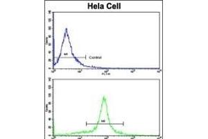 Flow cytometric analysis of hela cells using GOLPH3 Antibody (C-term)(bottom histogram) compared to a negative control cell (top histogram). (GOLPH3 抗体  (C-Term))