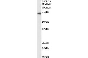 Biotinylated ABIN5539611 (1µg/ml) staining of Human Kidney lysate (35µg protein in RIPA buffer), exactly mirroring its parental non-biotinylated product. (CX3CL1 抗体  (Internal Region) (Biotin))