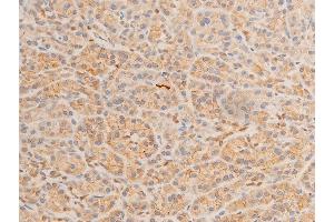 ABIN6267220 at 1/100 staining human pancreatic tissue sections by IHC-P. (HSPB6 抗体  (pSer16))