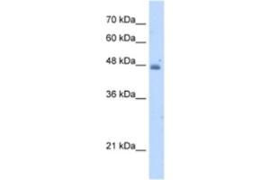 Western Blotting (WB) image for anti-Kynureninase (L-Kynurenine Hydrolase) (KYNU) antibody (ABIN2462922) (KYNU 抗体)
