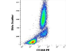 Flow cytometry surface staining pattern of human peripheral whole blood stained using anti-human CD368 (9B9) PE antibody (10 μL reagent / 100 μL of peripheral whole blood).
