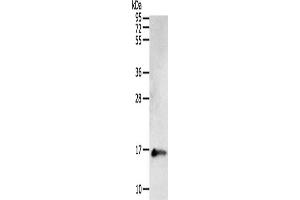 Western Blotting (WB) image for anti-Parvalbumin (PVALB) antibody (ABIN2422106) (PVALB 抗体)