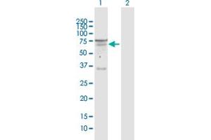 Western Blot analysis of SEMA6D expression in transfected 293T cell line by SEMA6D MaxPab polyclonal antibody. (SEMA6D 抗体  (AA 1-476))