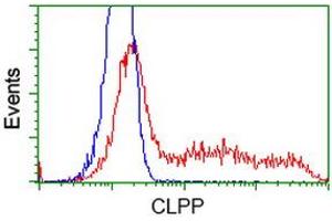 HEK293T cells transfected with either RC200301 overexpress plasmid (Red) or empty vector control plasmid (Blue) were immunostained by anti-CLPP antibody (ABIN2453958), and then analyzed by flow cytometry. (CLPP 抗体)