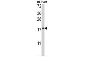 Western blot analysis of MAFF Antibody (Center) in mouse liver tissue lysates (35ug/lane). (MafF 抗体  (Middle Region))