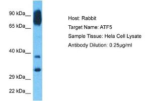 Host: Rabbit Target Name: ATF5 Sample Type: Hela Whole Cell lysates Antibody Dilution: 0. (ATF5 抗体  (N-Term))
