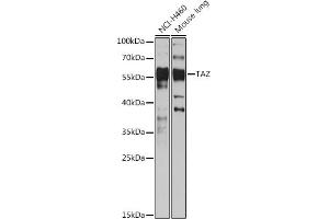 Western blot analysis of extracts of various cell lines, using TAZ antibody (ABIN7271395) at 1:1000 dilution.
