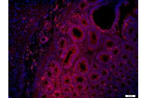 Paraformaldehyde-fixed, paraffin embedded mouse intestines, Antigen retrieval by boiling in sodium citrate buffer (pH6) for 15min, Block endogenous peroxidase by 3% hydrogen peroxide for 20 minutes, Blocking buffer (normal goat serum) at 37°C for 30min, Antibody incubation with (Layilin) Polyclonal Antibody, Unconjugated  at 1:400 overnight at 4°C, followed by a conjugated secondary (Goat Anti-rabbit IgG/Bio) for 20minutes at 37°C, followed by a conjugated streptavidin for 40 minutes and DAPI staining of the nuclei. (Layilin 抗体  (AA 281-382))
