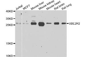 Western blot analysis of extracts of various cell lines, using UBE2R2 antibody. (UBE2R2 抗体)