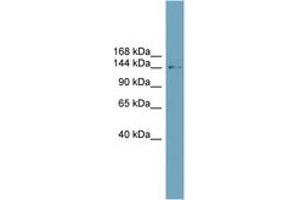 Image no. 1 for anti-Solute Carrier Family 4, Anion Exchanger, Member 2 (erythrocyte Membrane Protein Band 3-Like 1) (SLC4A2) (N-Term) antibody (ABIN6743207)