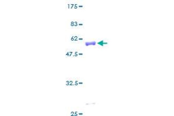 YWHAB Protein (AA 1-246) (GST tag)