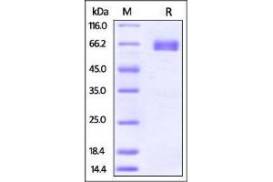 Human PD-L2, mouse IgG1 Fc Tag on SDS-PAGE under reducing (R) condition. (PDCD1LG2 Protein (AA 20-219) (Fc Tag))
