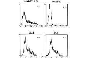 Flow cytometry data of overexpressed FLAG-tagged caspase-11 in 293T cells using anti-caspase-11 mAbs (4E11 and 8A5) , anti-FLAG or control. (Caspase 4 抗体)