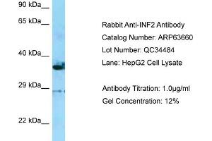 Western Blotting (WB) image for anti-Inverted Formin, FH2 and WH2 Domain Containing (INF2) (C-Term) antibody (ABIN970960) (INF2 抗体  (C-Term))