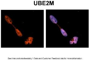 Sample Type: NT2 cells Red: Antibody Blue: DAPI Primary Dilution: 1ug/50ul antibody Secondary Antibody: Alexa goat anti-rabbit 594 Image Submitted by: Yuzhi Chen, University of Arkansas for Medical Sciences (UBE2M 抗体  (N-Term))
