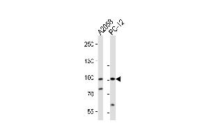 Western blot analysis of lysates from , rat PC-12 cell line (from left to right), using PROX1 Antibody (C-term) (ABIN388776 and ABIN2839111).