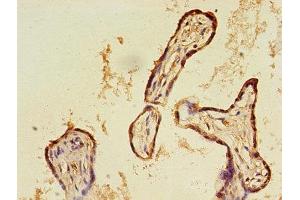 Immunohistochemistry of paraffin-embedded human placenta tissue using ABIN7146564 at dilution of 1:100 (Calreticulin 抗体  (AA 18-415))