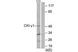 Western blot analysis of extracts from COS7 cells, using CKI-gamma1 Antibody. (CSNK1G1 抗体  (AA 1-50))