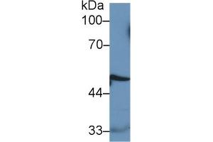 Detection of CTSD in Human MCF7 cell lysate using Monoclonal Antibody to Cathepsin D (CTSD)