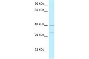 Image no. 1 for anti-5-Azacytidine Induced 2 (AZI2) (AA 170-219) antibody (ABIN6748099) (AZI2 抗体  (AA 170-219))