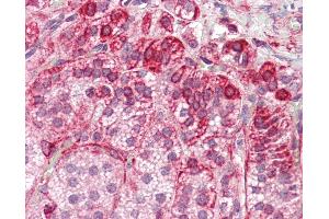 Anti-RILP antibody IHC staining of human adrenal. (RILP 抗体  (Internal Region))