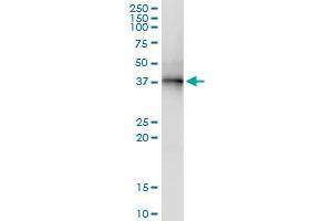 Immunoprecipitation of PNMA1 transfected lysate using anti-PNMA1 MaxPab rabbit polyclonal antibody and Protein A Magnetic Bead , and immunoblotted with PNMA1 purified MaxPab mouse polyclonal antibody (B01P) . (PNMA1 抗体  (AA 1-353))