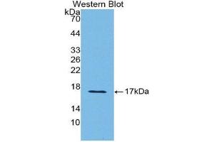 Western Blotting (WB) image for anti-Sema Domain, Immunoglobulin Domain (Ig), Short Basic Domain, Secreted, (Semaphorin) 3A (SEMA3A) (AA 31-150) antibody (ABIN1860519) (SEMA3A 抗体  (AA 31-150))