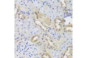 Immunohistochemistry of paraffin-embedded rat kidney using CTSC antibody. (CTSC 抗体  (AA 25-134))