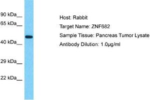 Host: Rabbit Target Name: ZNF682 Sample Type: Pancreas Tumor lysates Antibody Dilution: 1. (ZNF682 抗体  (N-Term))