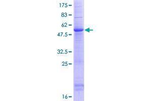 Image no. 1 for C-Type Lectin Domain Family 9, Member A (CLEC9A) (AA 1-241) protein (GST tag) (ABIN1349670)