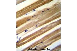 CU070 antibody (C-term) immunohistochemistry analysis in formalin fixed and paraffin embedded human skeletal muscle followed by peroxidase conjugation of the secondary antibody and DAB staining. (CU070 Protein 抗体  (C-Term))