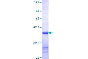 VAV1 Protein (AA 681-790) (GST tag)