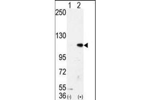 Western blot analysis of AOF2 (arrow) using LSD1 Antibody (N-term) (ABIN388021 and ABIN2845463). (LSD1 抗体  (N-Term))