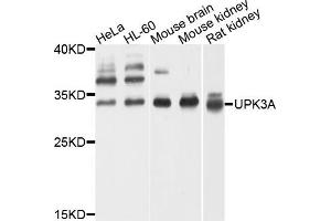 Western blot analysis of extracts of various cells, using UPK3A antibody. (Uroplakin 3A 抗体)