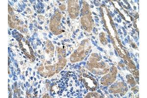 CYP2D6 antibody was used for immunohistochemistry at a concentration of 4-8 ug/ml to stain Epithelial cells of renal tubule (arrows) in Human Kidney. (CYP2D6 抗体  (N-Term))