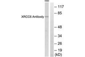 Western blot analysis of extracts from K562 cells, using XRCC6 Antibody. (RCC6 (AA 554-603) 抗体)