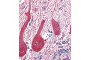 Formalin-fixed and paraffin-embedded human Brain, Cerebellum tissue reacted with ALDOC antibody (C-term) (ABIN389207 and ABIN2839365) , which was peroxidase-conjugated to the secondary antibody, followed by AEC staining. (ALDOC 抗体  (C-Term))