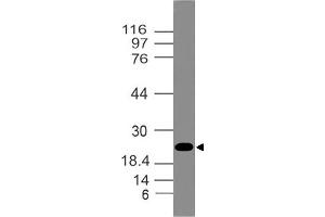 Image no. 1 for anti-High Mobility Group Box 1 (HMGB1) (AA 1-210) antibody (ABIN5027248) (HMGB1 抗体  (AA 1-210))