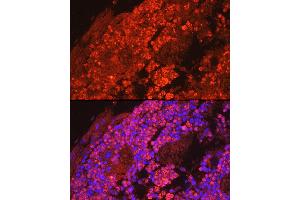 Immunofluorescence analysis of mouse bone marrow cells using Myeloperoxidase (MPO) Rabbit pAb (ABIN6128315, ABIN6143964, ABIN6143965 and ABIN6217844) at dilution of 1:50 (40x lens). (Myeloperoxidase 抗体  (AA 50-310))