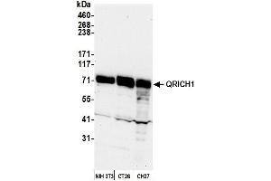 Western Blotting (WB) image for anti-Glutamine-Rich 1 (QRICH1) (AA 250-300) antibody (ABIN7449903) (QRICH1 抗体  (AA 250-300))