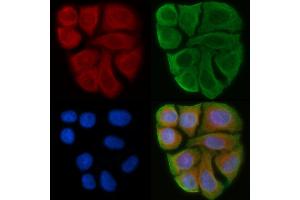 ABIN6263246 and ABIN6274024 staining Hela cells(45 min of heat-shock) by IF/ICC. (MICA 抗体  (C-Term))