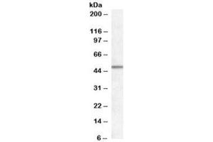 Western blot testing of human frontal cortex lysate with Orexin receptor 1/2 antibody at 0. (OX1R/OX2R 抗体)