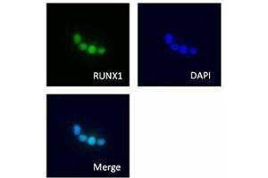 Immunofluorescence (IF) image for anti-Runt-Related Transcription Factor 1 (RUNX1) antibody (ABIN2665355) (RUNX1 抗体)